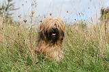 TERRIER DU TIBET 183